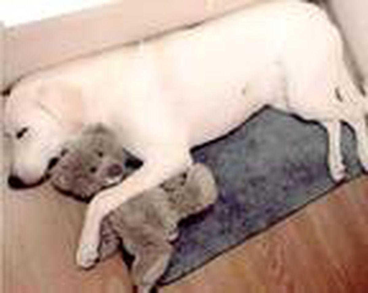 Son dakika haberi! Komşunun öldürdüğü köpeğin sahibi Kaçmaz: O benim oğlumdu, benden aldı