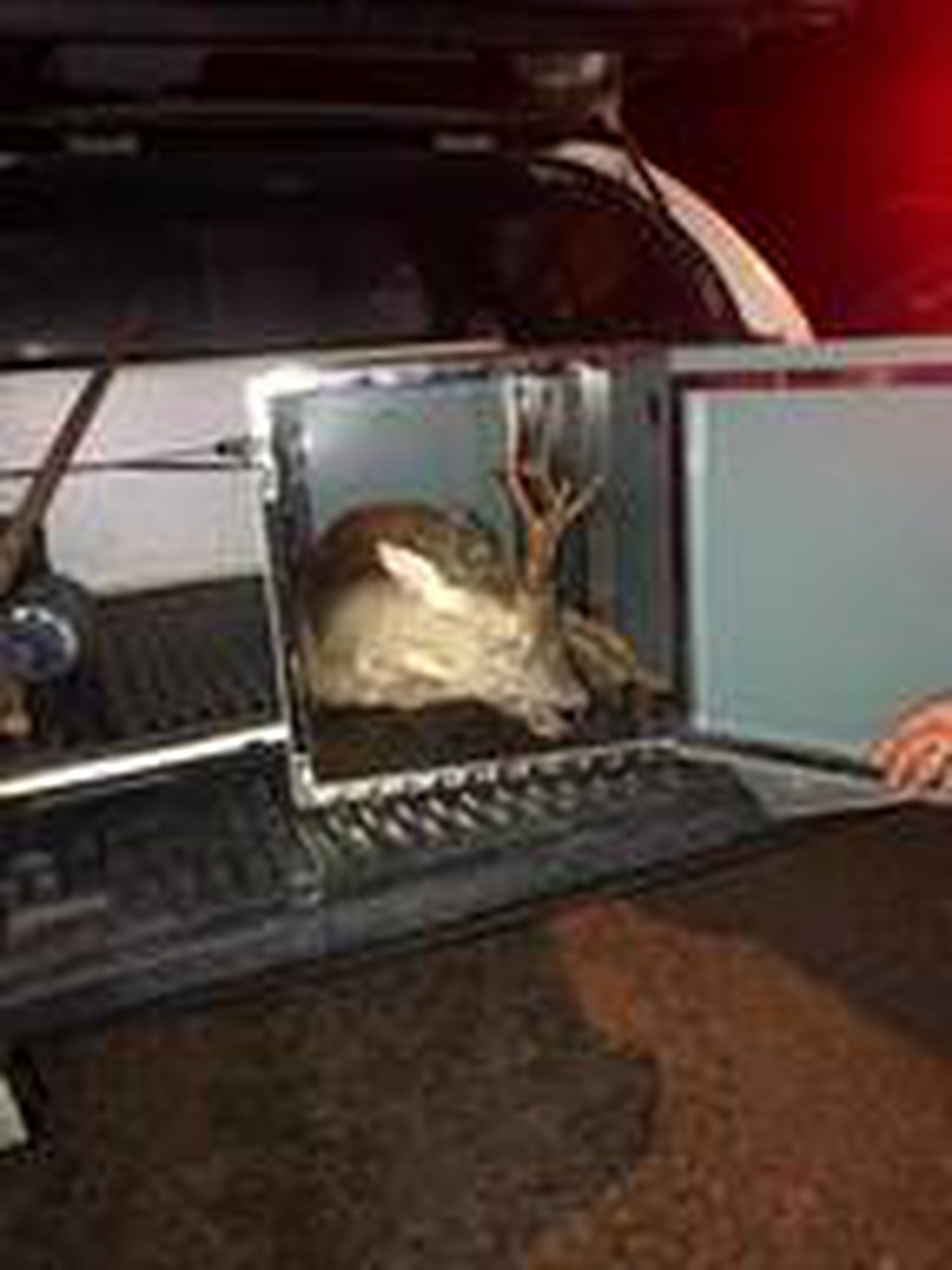 Son dakika haber... Köpeklerden kaçarken dereye yuvarlanan karacayı jandarma kurtardı