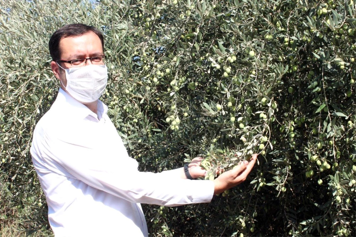 Mersin\'de yerel zeytin genetik kaynakları koruma altında