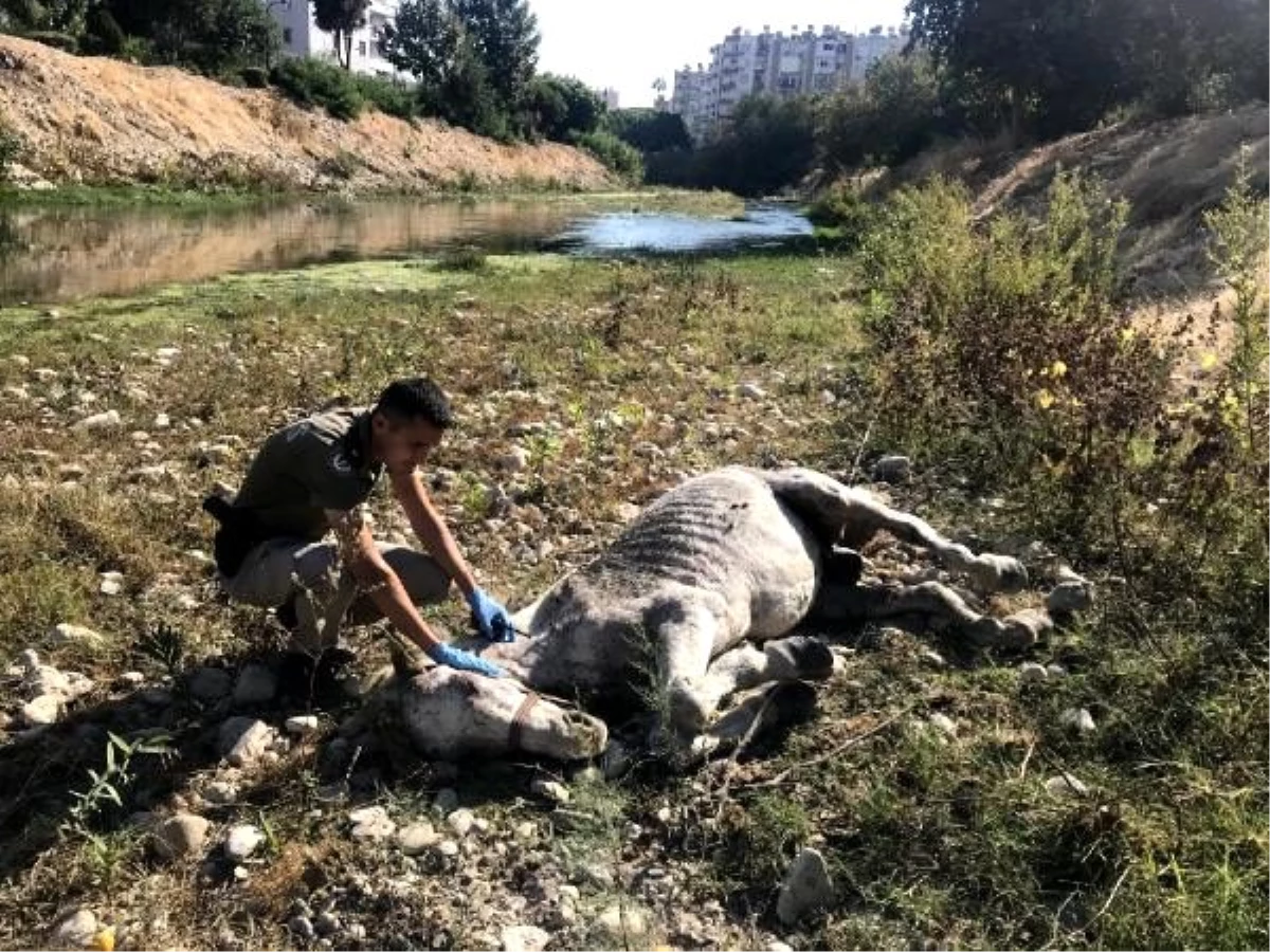 Ölüme terk edilen atlar koruma altında