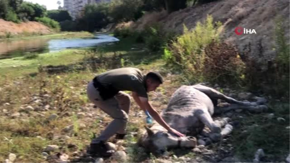 Son dakika gündem: Ölüme terk edilen atları, hayvan polisi kurtardı