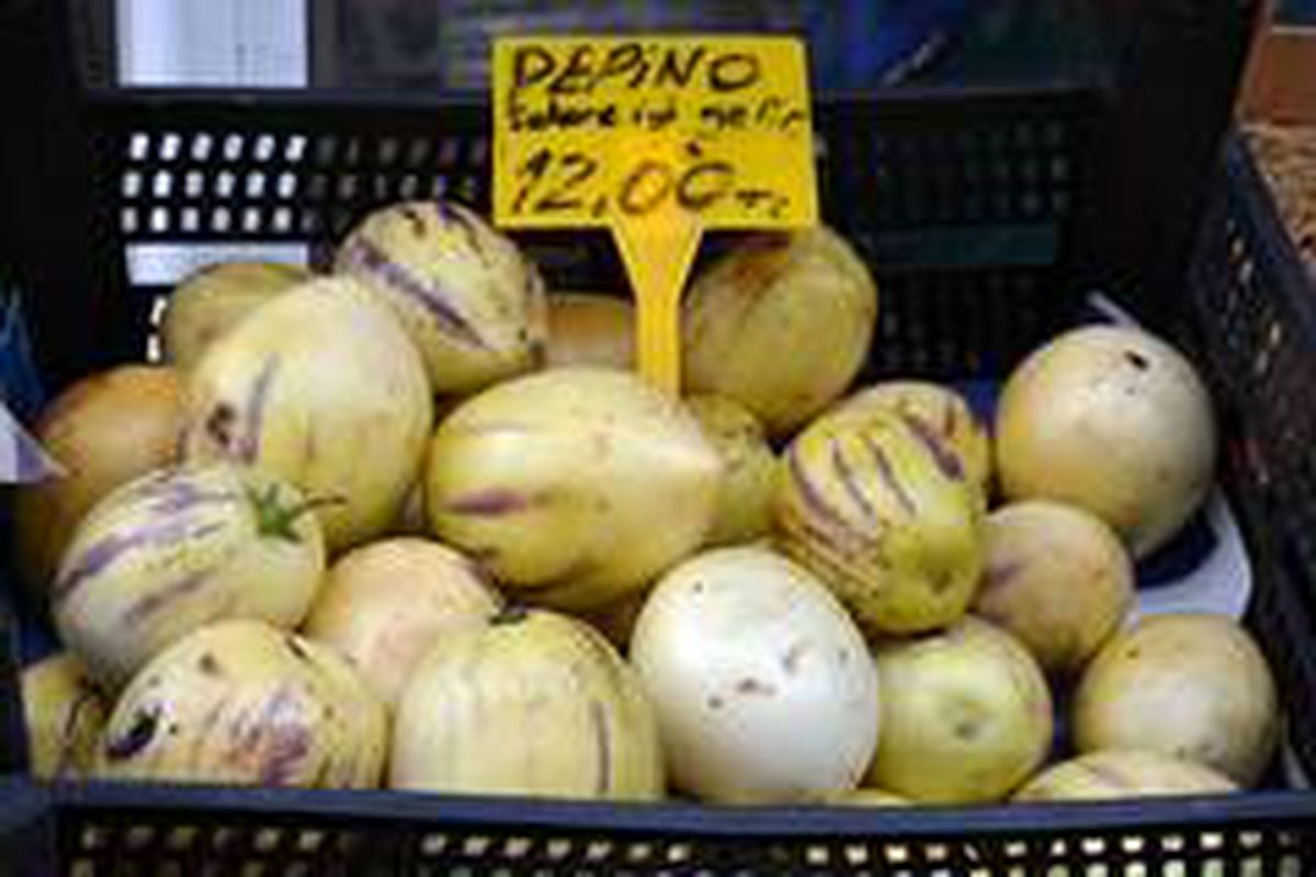 Sinop\'ta pepino üretimi