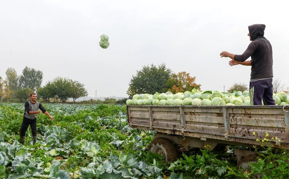 Azerbaycan\'da savaşa rağmen hasat devam ediyor
