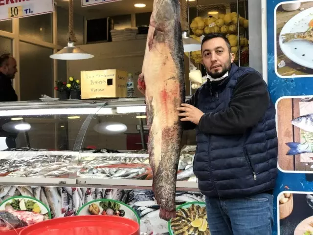 Balıkçıların ağına takılan insan boyunda balık görenleri şaşırtıyor Balıkçıların ağına takılan insan boyunda balık görenleri şaşırtıyor