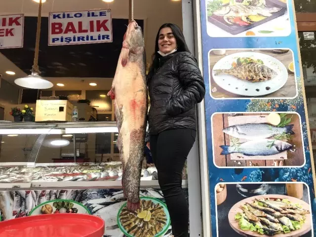 Balıkçıların ağına takılan insan boyunda balık görenleri şaşırtıyor Balıkçıların ağına takılan insan boyunda balık görenleri şaşırtıyor