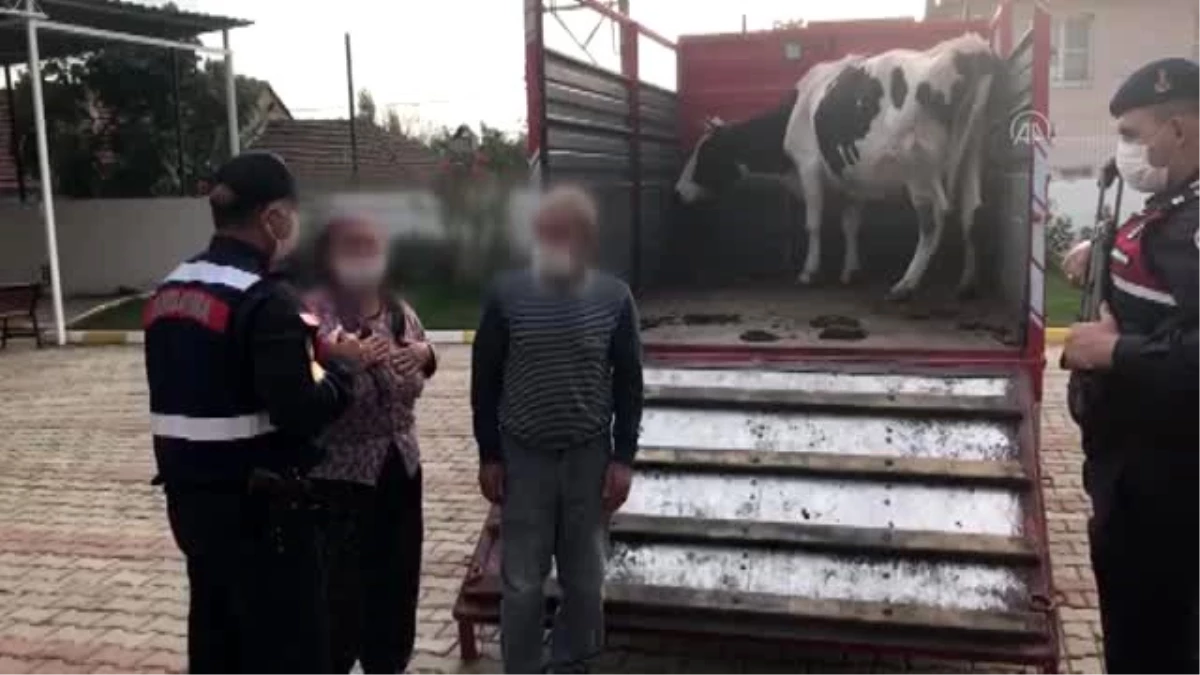 Jandarma, Bayındır\'da çalınan ineği sahibine teslim etti