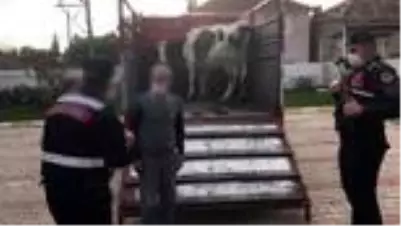jandarma bayindir da calinan inegi sahibine teslim etti jandarma bayindir da calinan inegi sahibine teslim etti