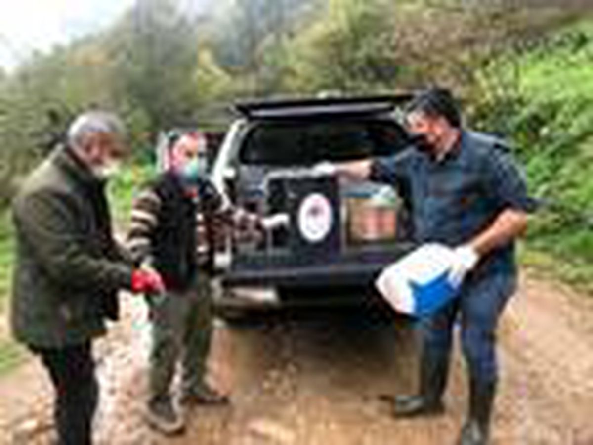 Köpeklerden kaçan karaca dereye düştü