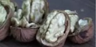 'Marmara'nın ceviz ambarı'ndan bu sezon 3 bin ton mahsül elde edildi