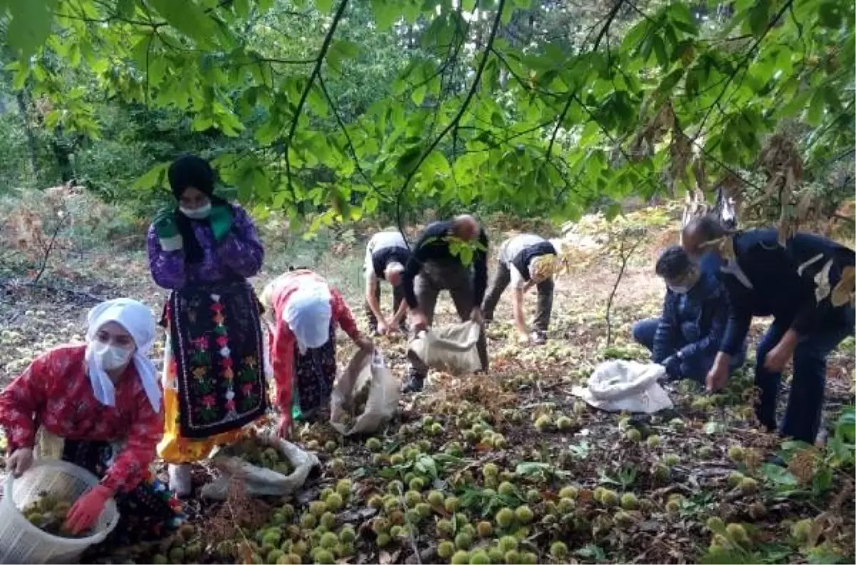 Simav\'da kestane hasadı başladı