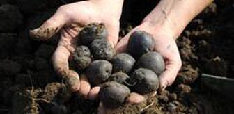 Türkiye'nin tek kadın mor patates üreticilerinin hasat sevinci