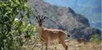 Yol kenarlarında otlayan yaban keçileri ilgi görüyor