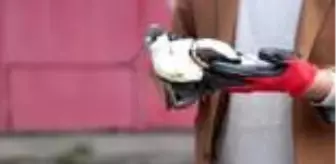 Kargaların saldırdığı 'bayağı kılıçgaga' kurtarıldı