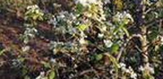 Kasım ayında armut ağaçları çiçek açıp, meyve verdi