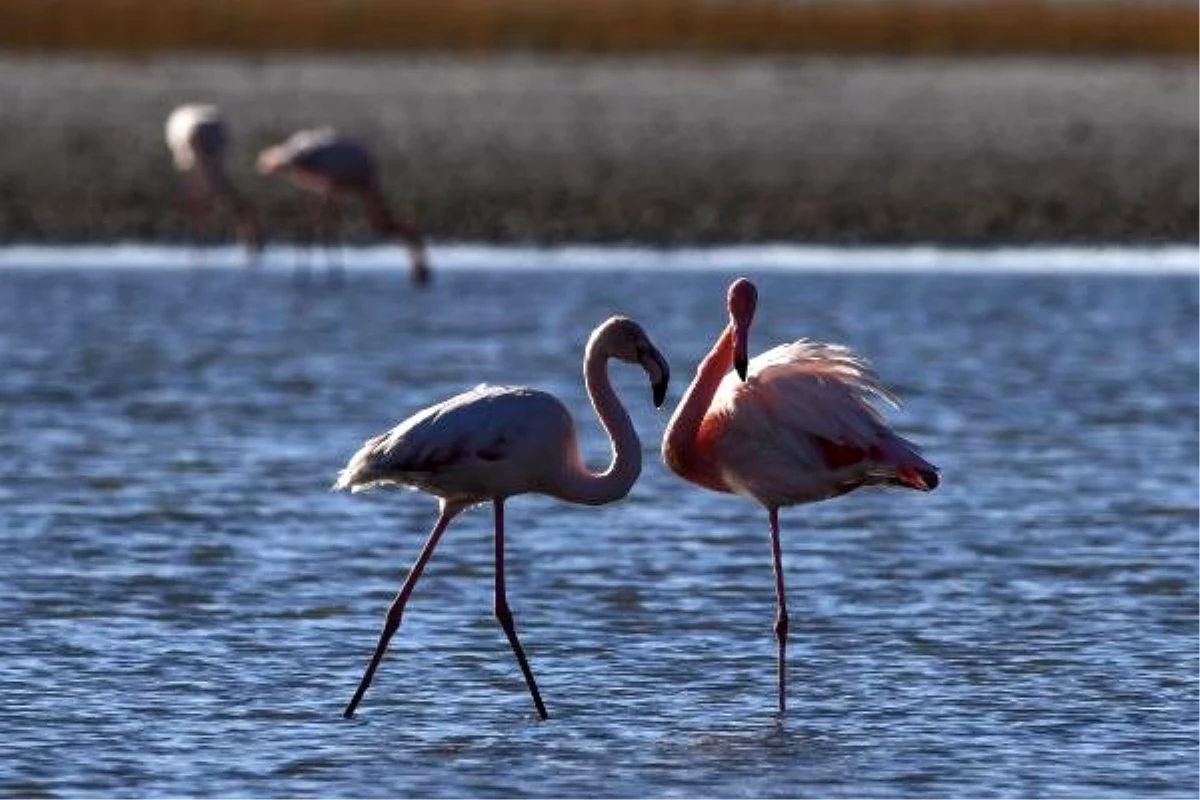 Son dakika haber: Van Gölü Havzası\'nın narin kuşları flamingolar