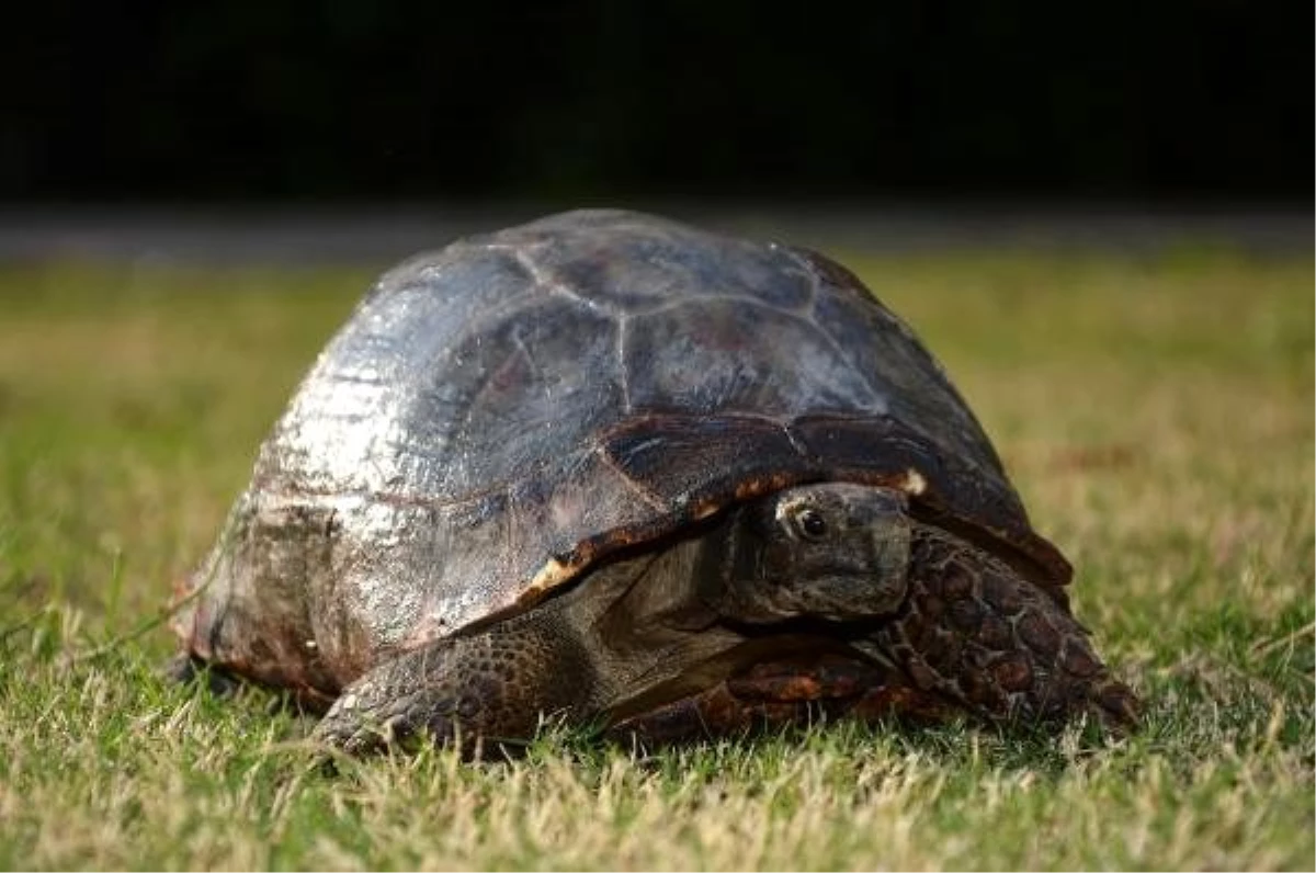 Yaralı kaplumbağa Doğa Koruma ve Milli Parklar Şubesi\'ne teslim edildi