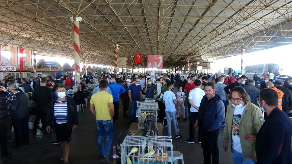 6 bin kanarya Antalya\'da görücüye çıktı