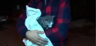 İki kız kardeş evde çıkan yangından kedilerinin verdiği tepki sayesinde kurtuldu