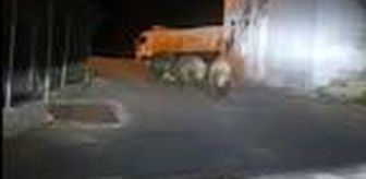 Domuzlar, mahalleye indi