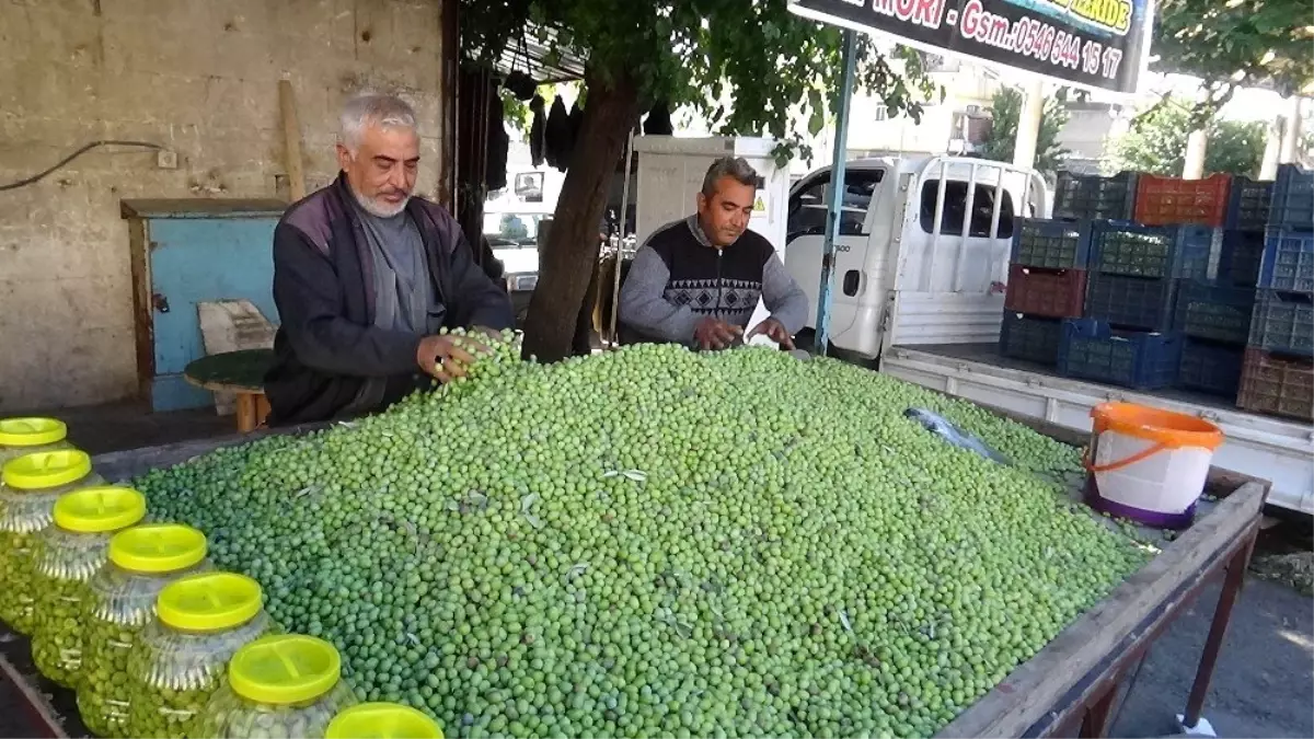 Kilis\'te yerli sofralık zeytin piyasada