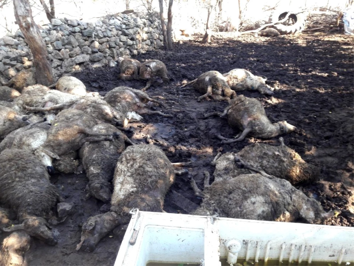 Kurtlar sürüye saldırdı, 31 koyun telef oldu