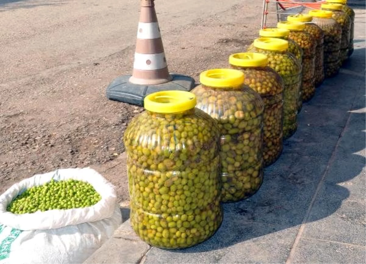 Mardin\'de hasadı yapılan zeytin, zeytinyağına dönüştürülüyor
