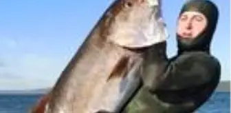 Zıpkınla 58 kilo ağırlığında, 1 metre 80 santim boyunda akya avladı