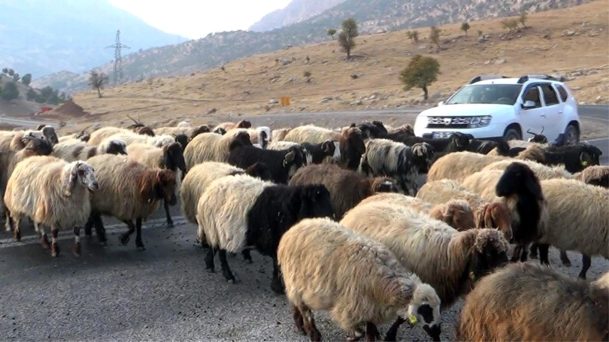 Koyun sürüsü karayolunu trafiğe kapattı, sürücüler ne yapacaklarını şaşırdı