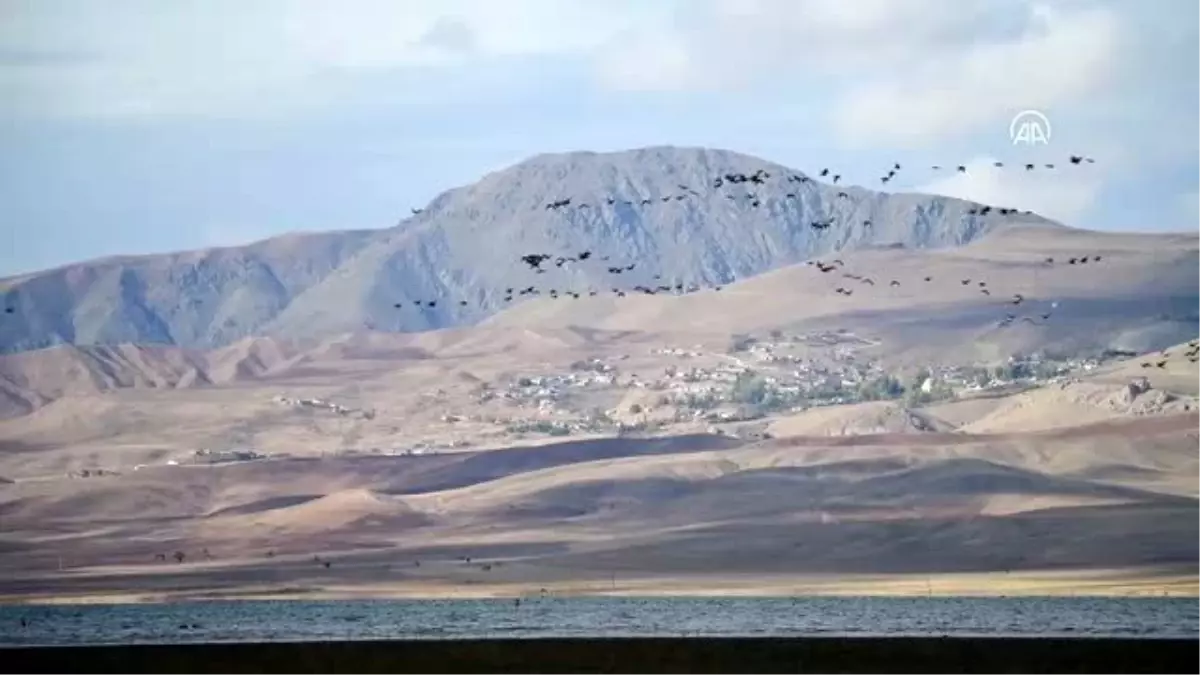 Kuş cenneti Erçek Gölü yaban kazlarıyla şenlendi