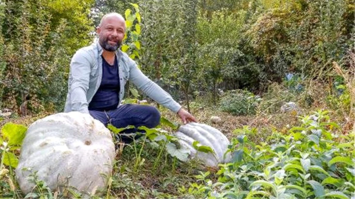 Yetiştirdiği 36.5 kiloluk dev kabakları, hiçbir ücret almadan hediye ediyor