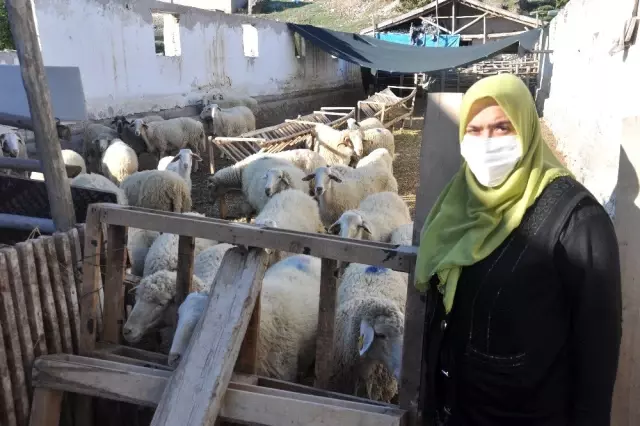 Afyonkarahisar'da koyunların zehirlendiği iddiası