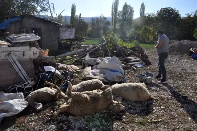 Afyonkarahisar'da koyunların zehirlendiği iddiası