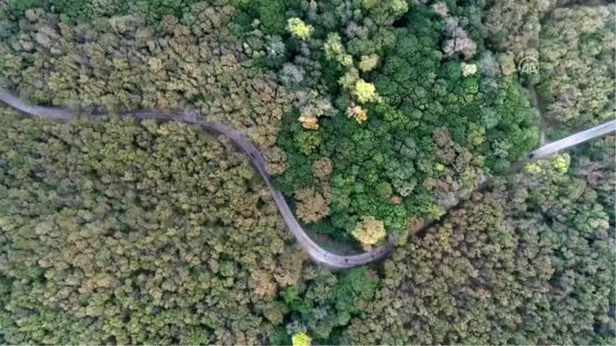 Longoz ormanları güz renkleriyle büyülüyor