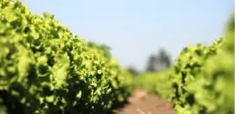 Marul tarlada 1, markette 3 lira