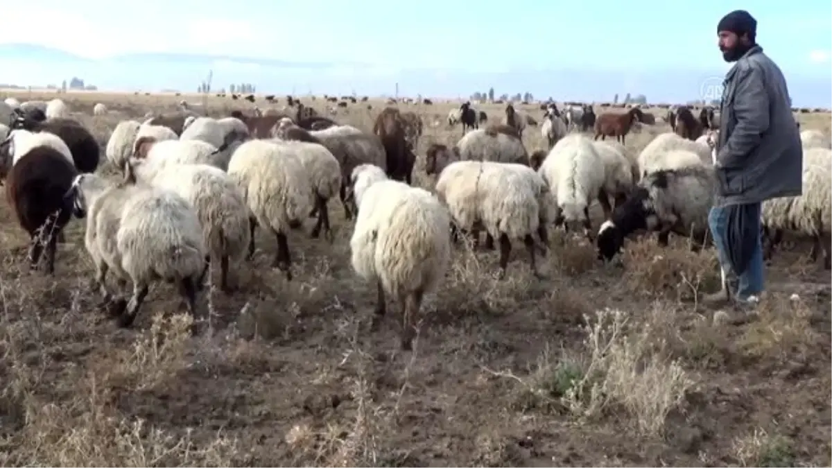 Muşlu besiciler, sıcak bölgelere göç etmeye başladı