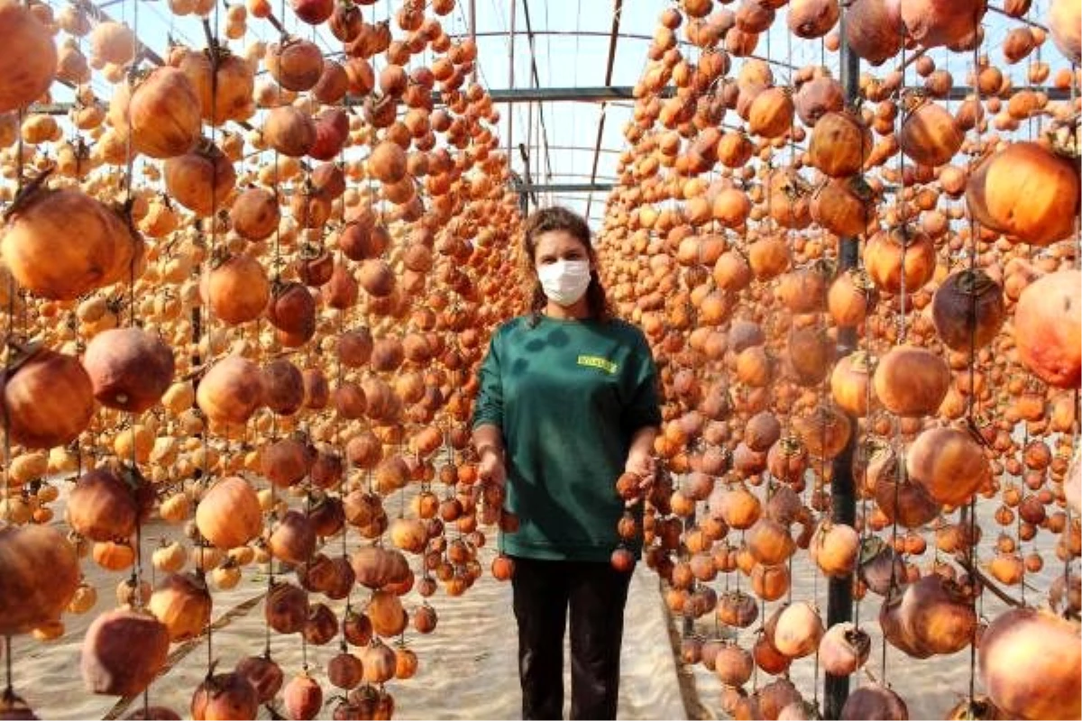 40 kilo ile başladı şimdi yıllık 50 ton cennet elmasını kurutup satıyor