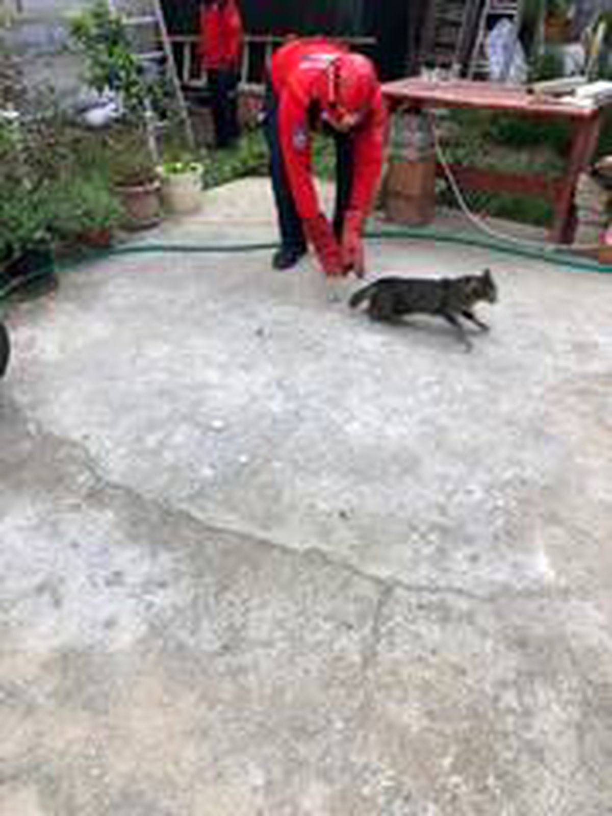 Burhaniye\'de kedi kurtarma operasyonu