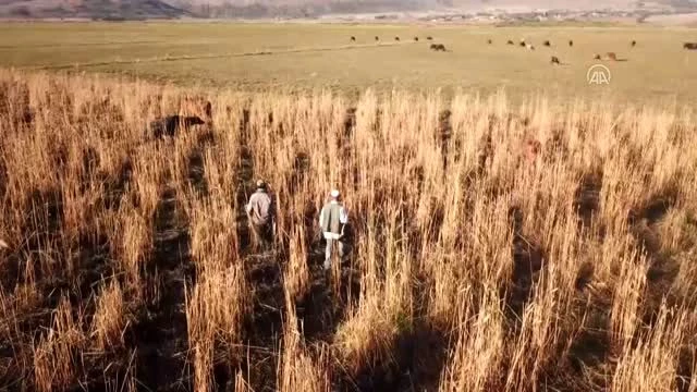 Engelli kardeşler 20 yıldır mandalara çobanlık yapıyor