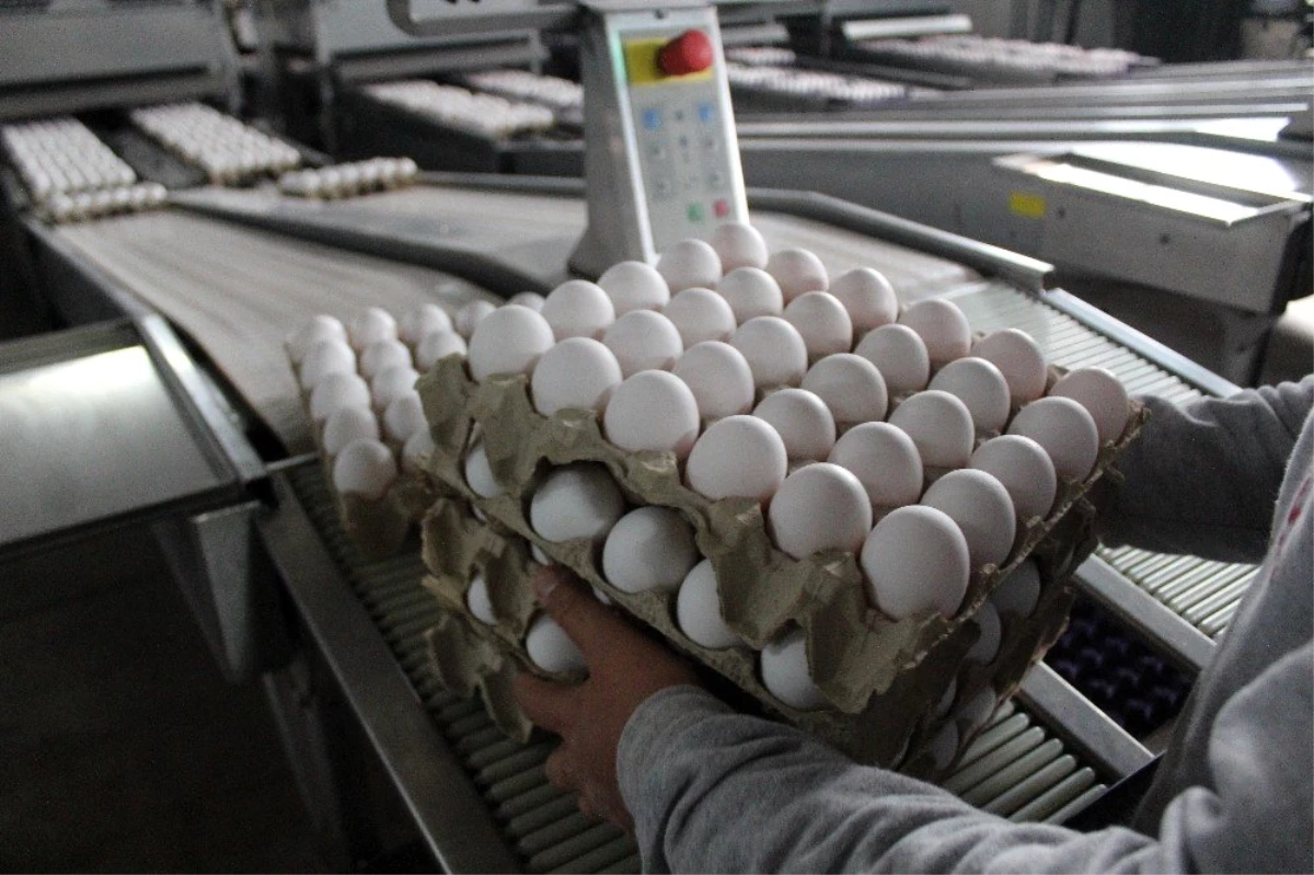 Irak krizinde dip yapan yumurta fiyatı pandemi sürecinde arttı