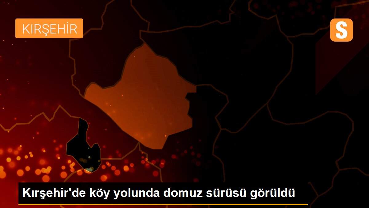 Kırşehir\'de köy yolunda domuz sürüsü görüldü