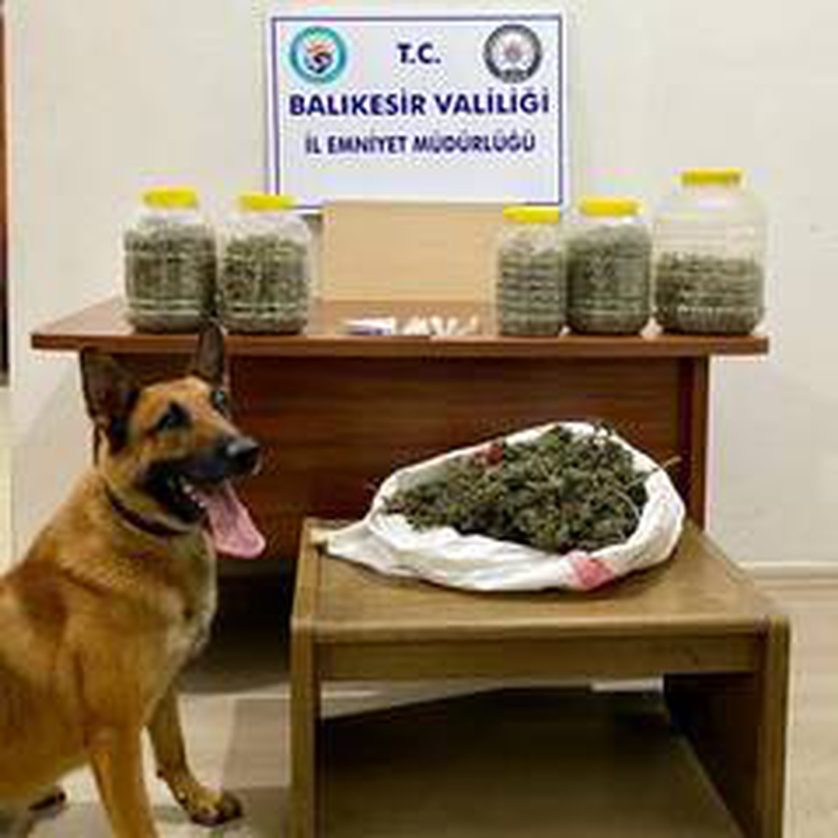 Narkotik köpeği Nmak\'tan uyuşturucuya bingo