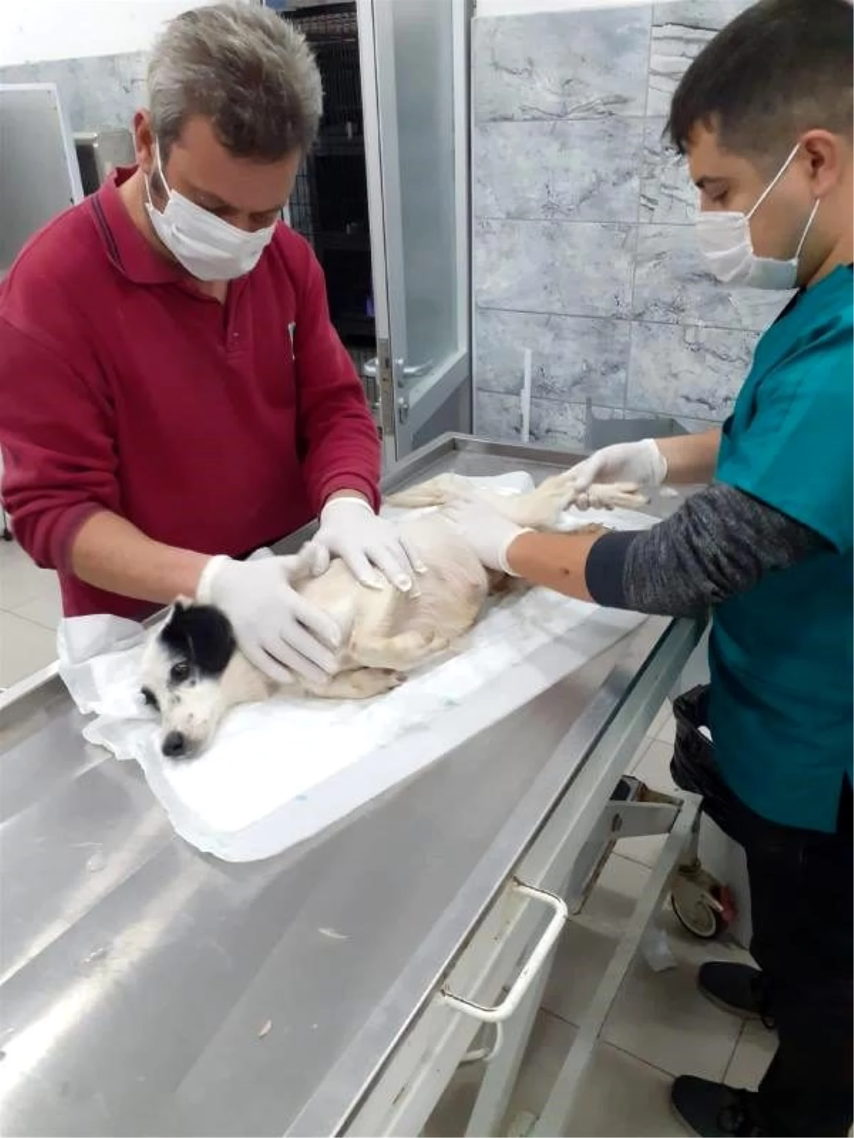 Otomobilin ezdiği köpeği Balıkesir Büyükşehir Belediyesi tedavi ediyor