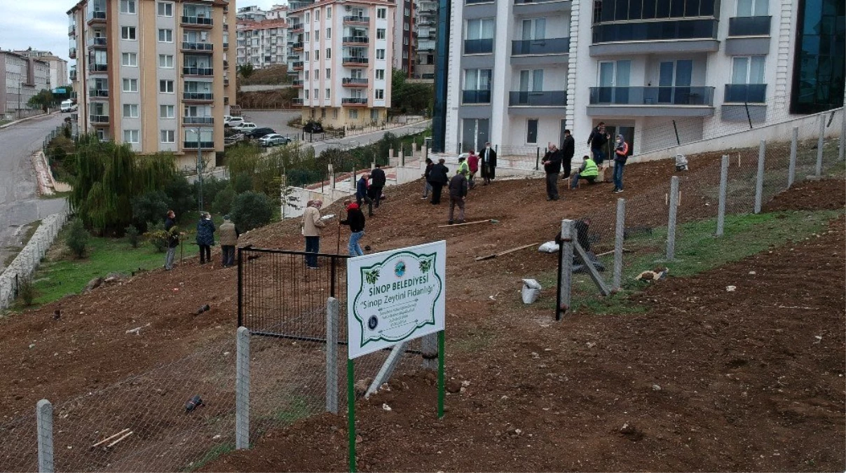 Sinop\'ta asırlık zeytin fideleri toprakla buluştu