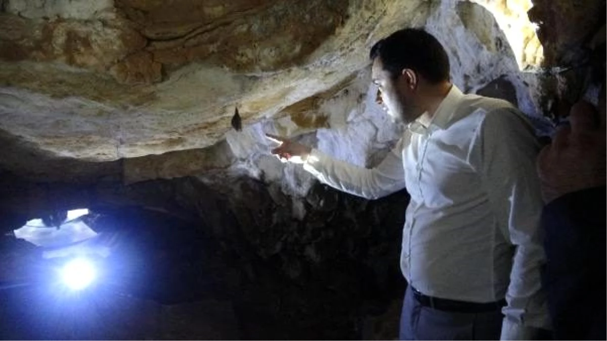 Sırtlanini Mağarası turizme kazandırılacak