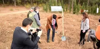 7 bin 200 fidan toprakla buluştu