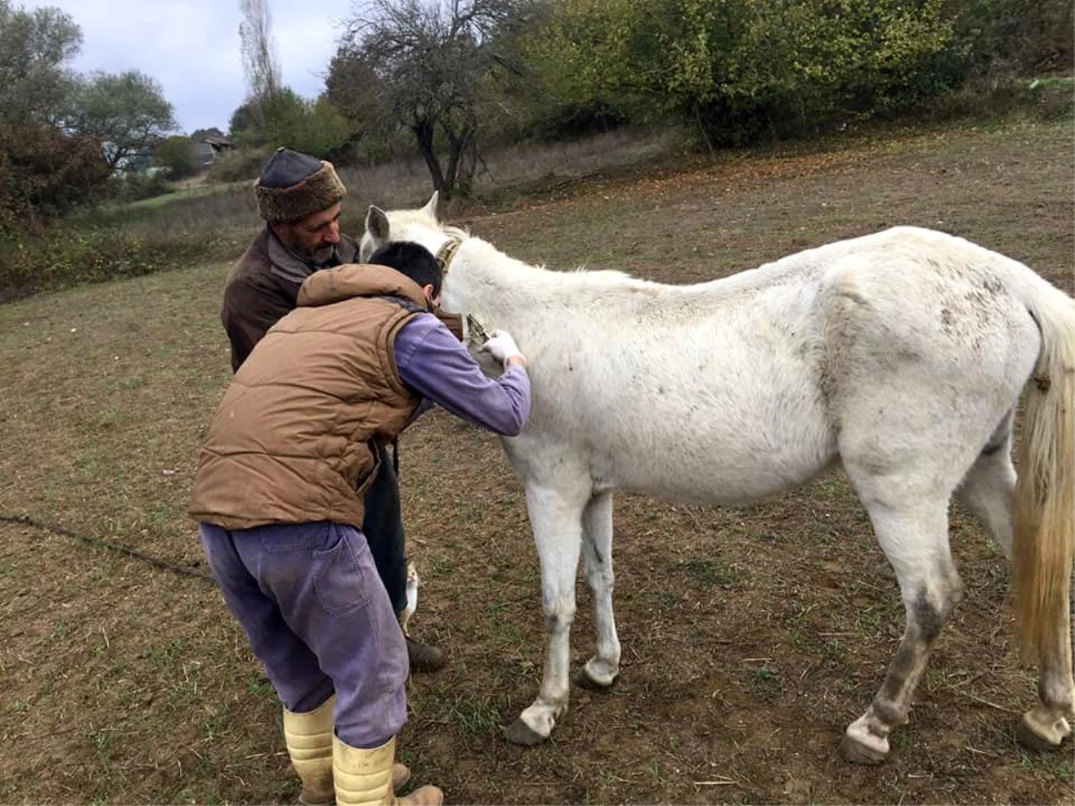 Bilecik\'te atların ruam testleri yapılarak, mikroçipleri takılmaya devam ediliyor