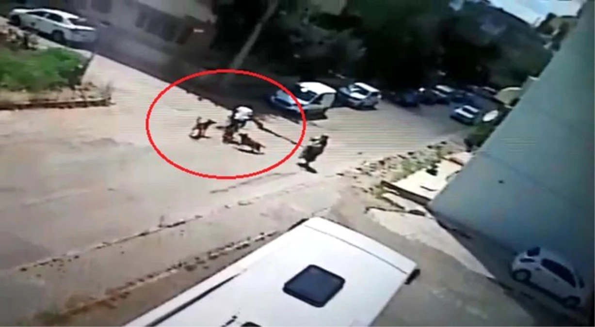 Bisiklet sürerken köpeklerin saldırısına uğrayan genç otomobille çarpıştı
