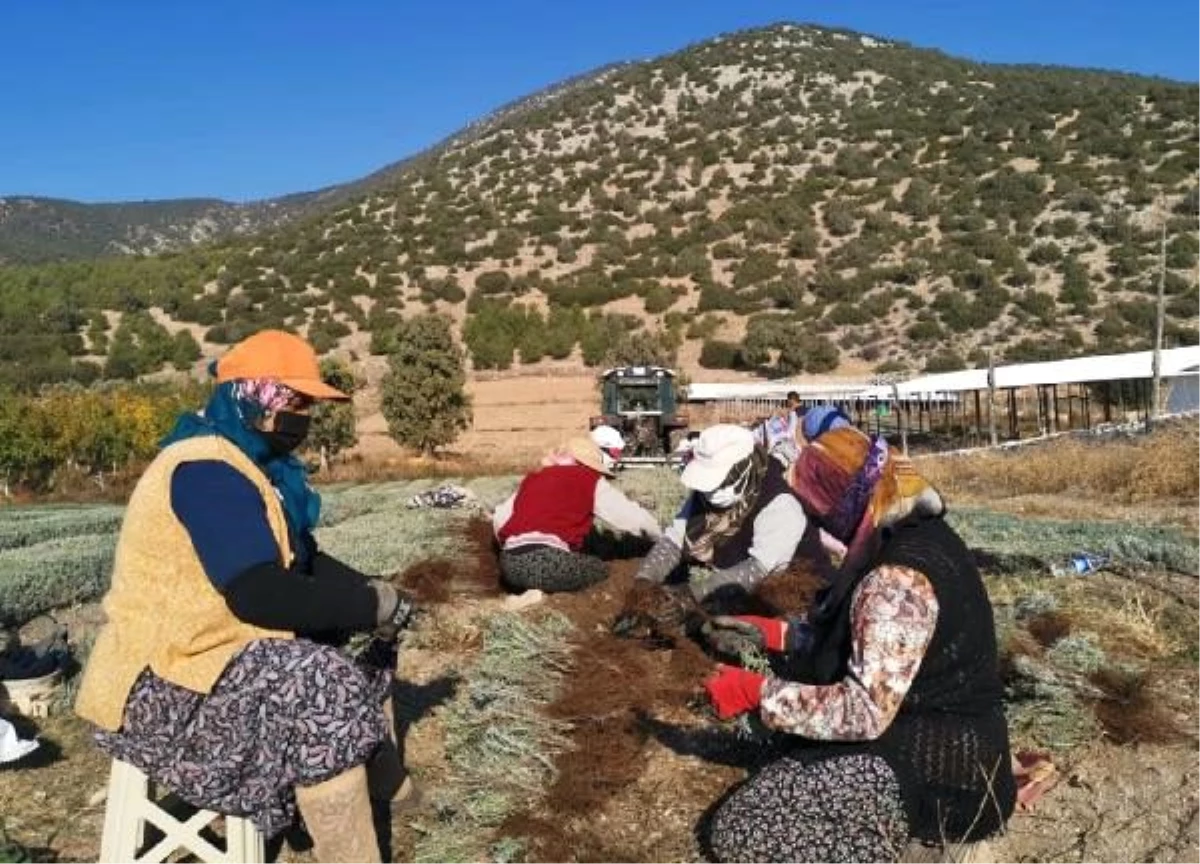 Burdur\'dan Özbekistan\'a lavanta fidesi ihraç edildi