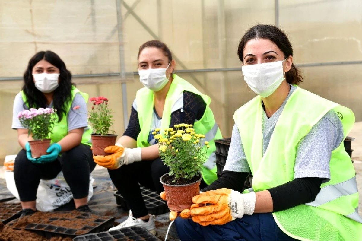 Çiğli Belediyesi kendi çiçeğini üretiyor