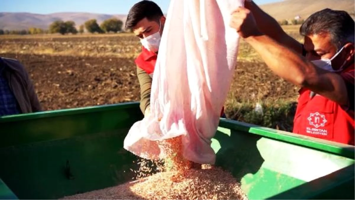Elbistan\'da 10 bin yıllık geçmişi olan Siyez buğdayı ekimi yapıldı